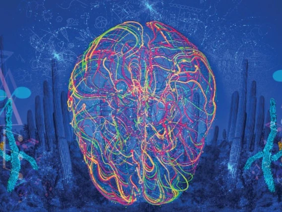 Art of rainbow brain
